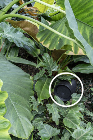 Caixas acústicas do tipo “espeto”, camufladas no jardim, levam música para a área da piscina.