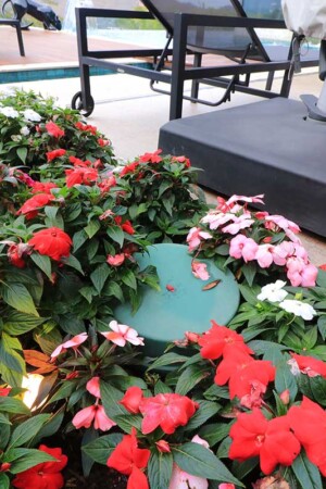 O som da área externa vem de caixas de parede e de piso, como essa, que ficam ocultas entre as plantas.